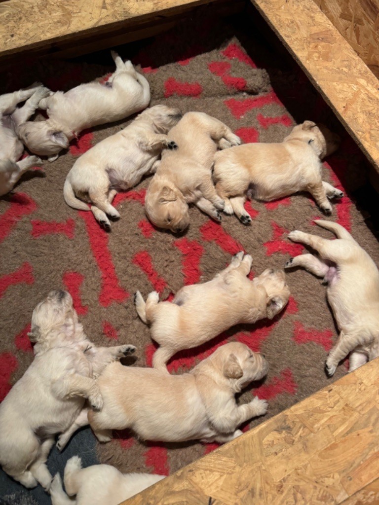 CHIOT 4