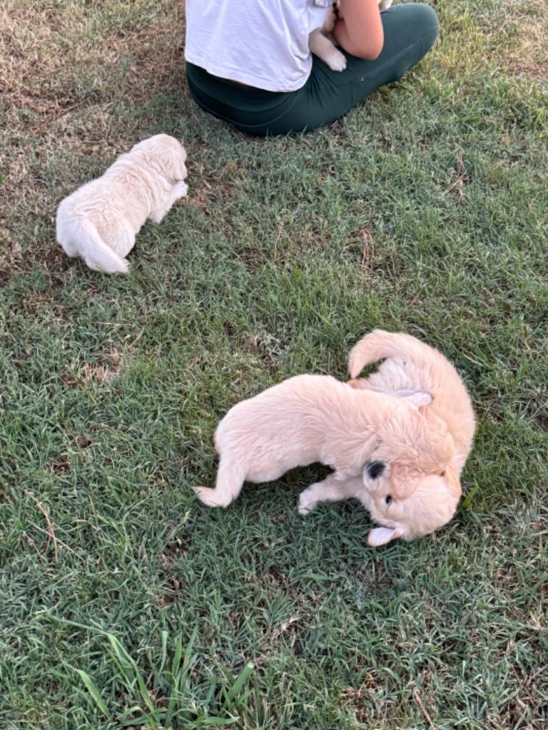 Gold'n Sacrés de River Diamond - Chiots disponibles - Golden Retriever