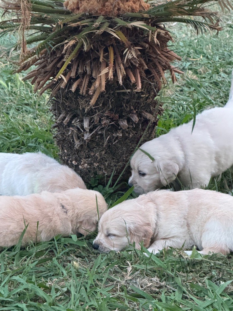 Gold'n Sacrés de River Diamond - Chiots disponibles - Golden Retriever