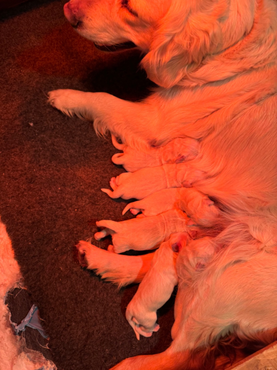 Gold'n Sacrés de River Diamond - Chiots disponibles - Golden Retriever