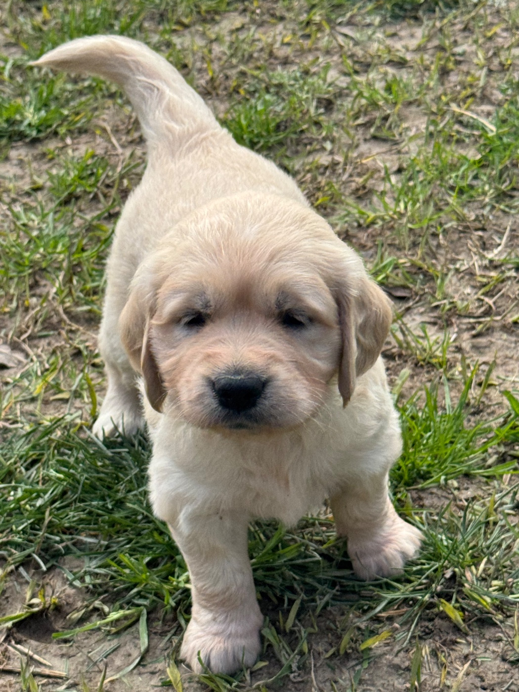 Gold'n Sacrés de River Diamond - Chiots disponibles - Golden Retriever
