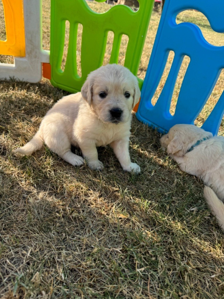 Gold'n Sacrés de River Diamond - Chiots disponibles - Golden Retriever