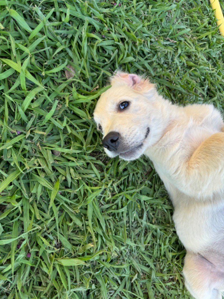 Gold'n Sacrés de River Diamond - Chiots disponibles - Golden Retriever