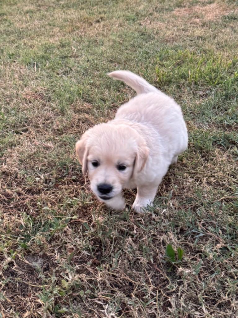 Gold'n Sacrés de River Diamond - Chiots disponibles - Golden Retriever