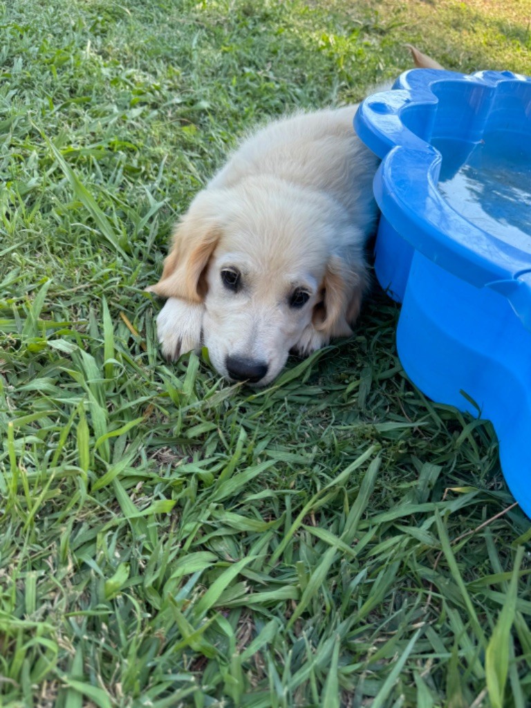 Gold'n Sacrés de River Diamond - Chiots disponibles - Golden Retriever