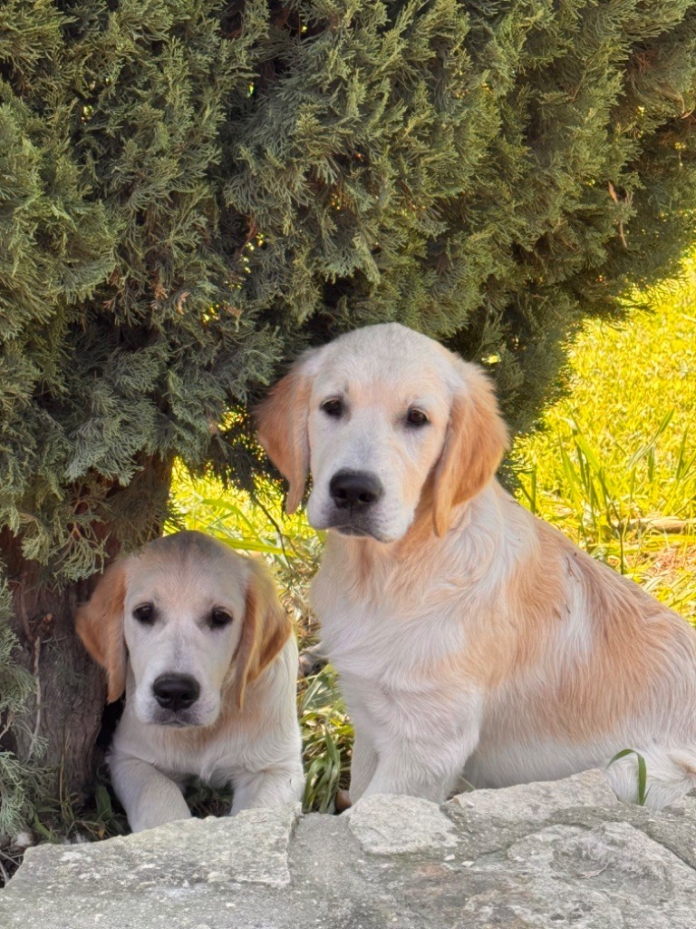 Gold'n Sacrés de River Diamond - Chiots disponibles - Golden Retriever