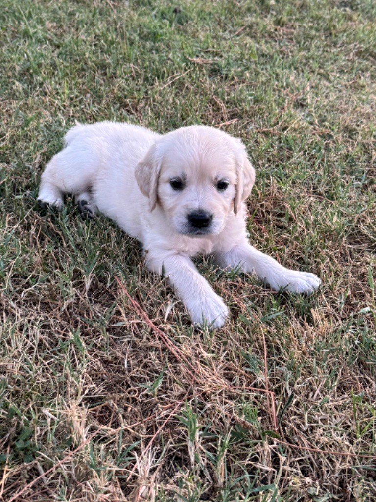Gold'n Sacrés de River Diamond - Chiots disponibles - Golden Retriever