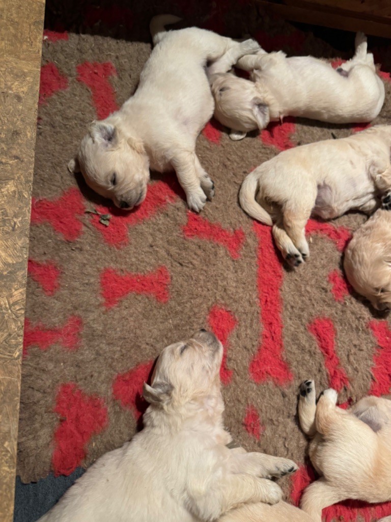 Gold'n Sacrés de River Diamond - Chiots disponibles - Golden Retriever