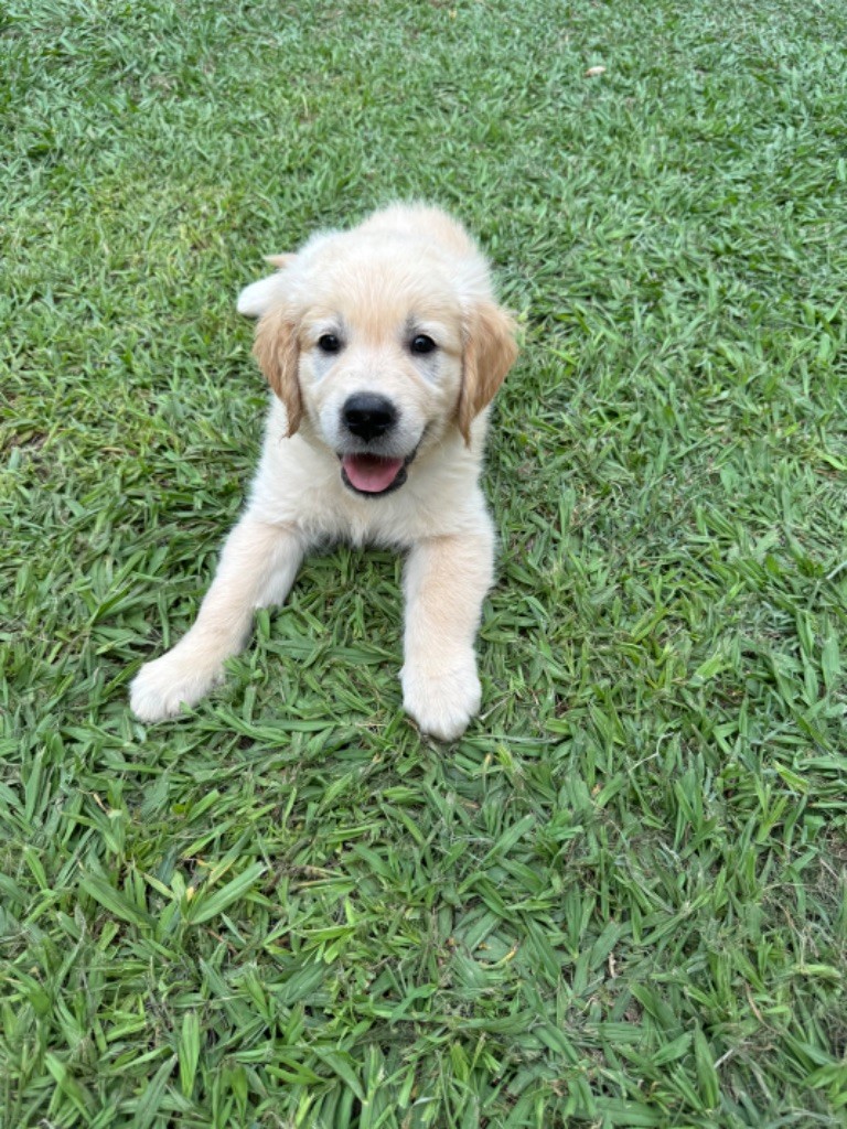 Gold'n Sacrés de River Diamond - Chiots disponibles - Golden Retriever
