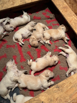 CHIOT 4