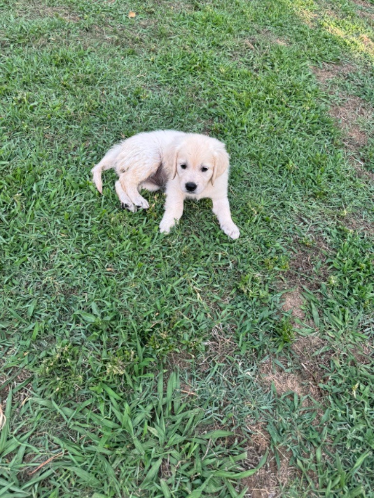 Gold'n Sacrés de River Diamond - Chiots disponibles - Golden Retriever
