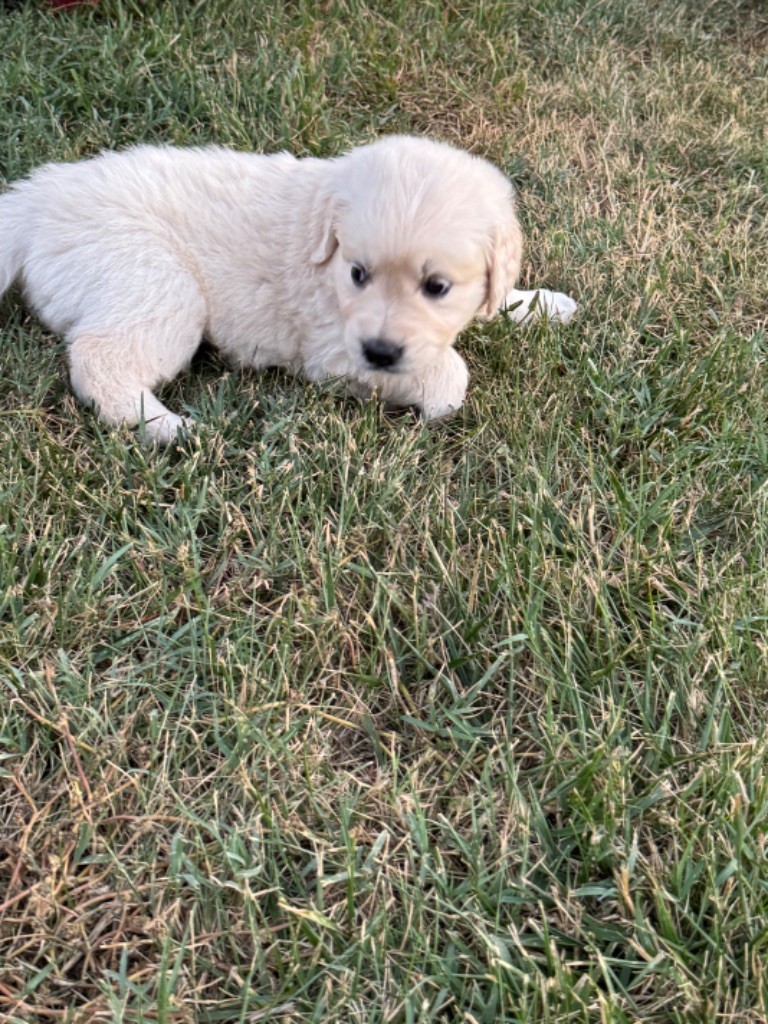 Gold'n Sacrés de River Diamond - Chiots disponibles - Golden Retriever