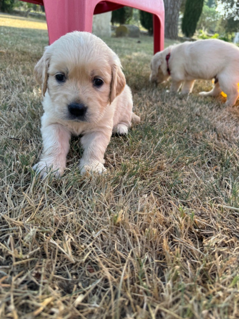 Gold'n Sacrés de River Diamond - Chiots disponibles - Golden Retriever