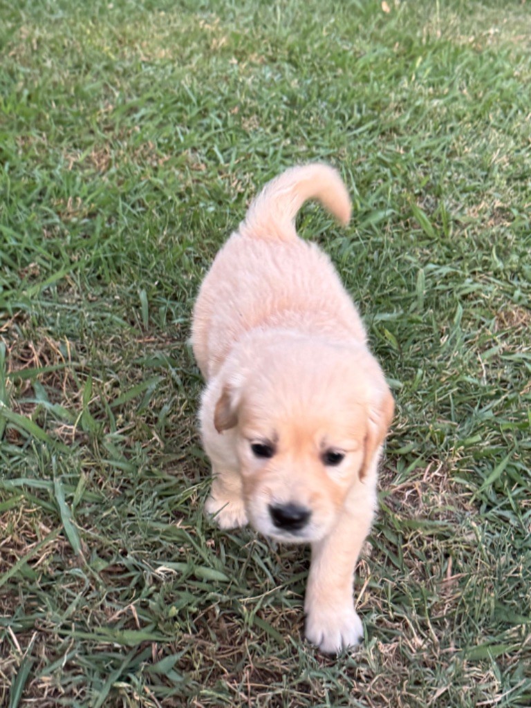 Gold'n Sacrés de River Diamond - Chiots disponibles - Golden Retriever