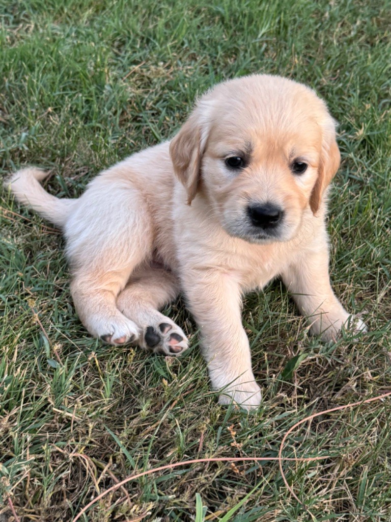 Gold'n Sacrés de River Diamond - Chiots disponibles - Golden Retriever