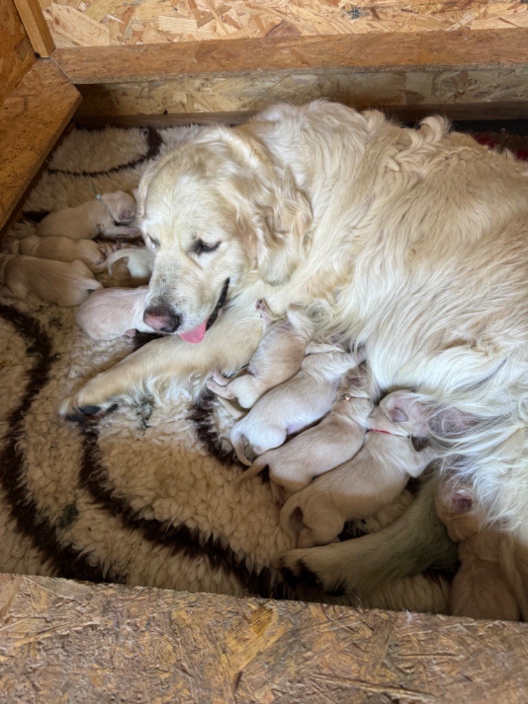 Gold'n Sacrés de River Diamond - Chiots disponibles - Golden Retriever