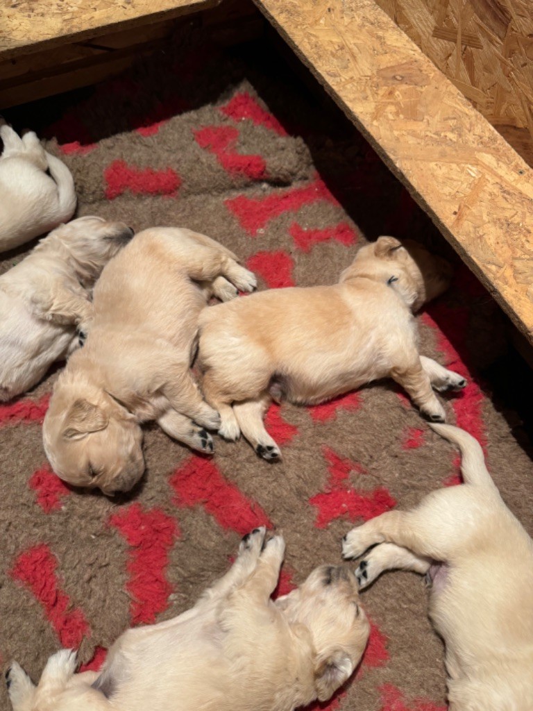 Gold'n Sacrés de River Diamond - Chiots disponibles - Golden Retriever