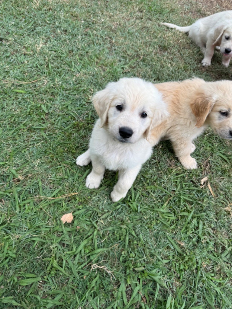 Gold'n Sacrés de River Diamond - Chiots disponibles - Golden Retriever