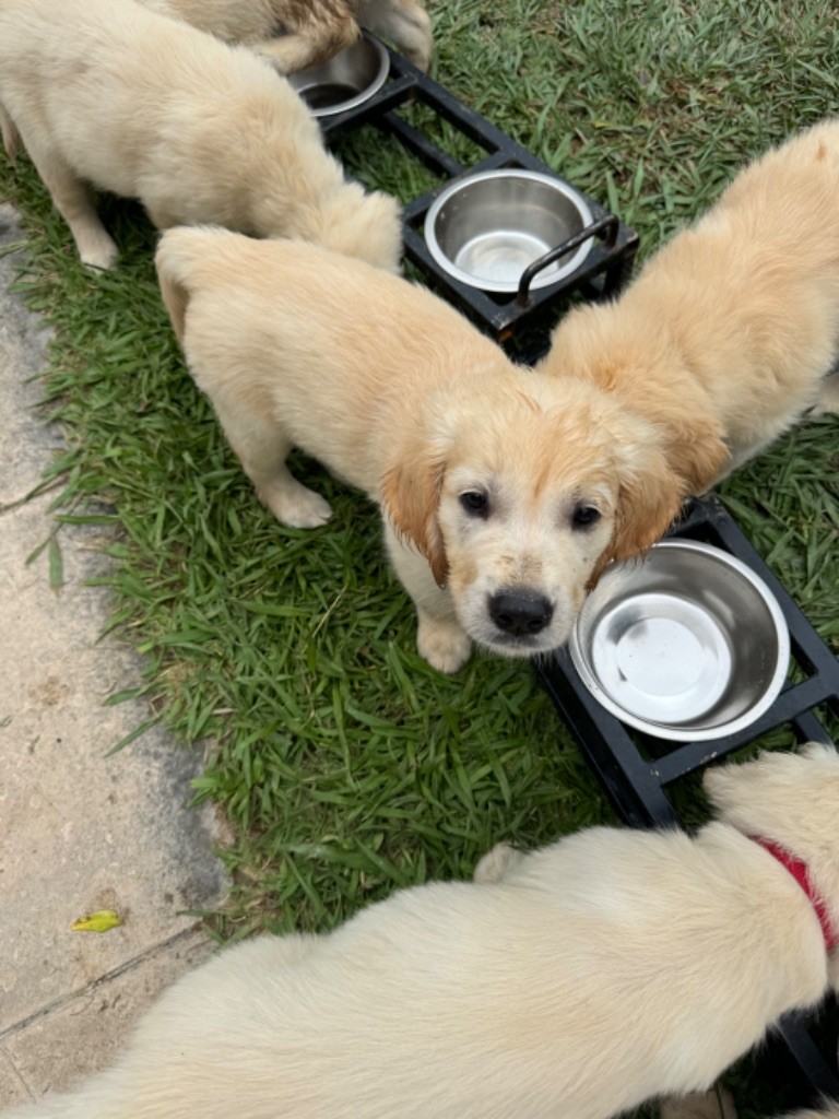 Gold'n Sacrés de River Diamond - Chiots disponibles - Golden Retriever